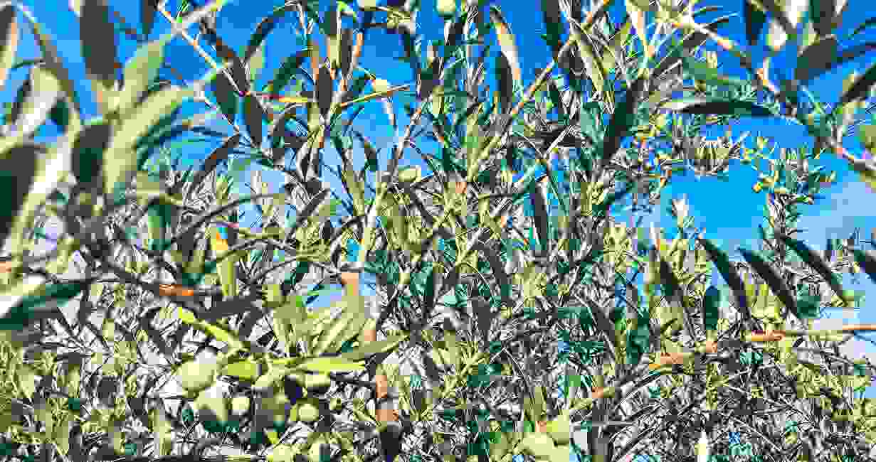 Olive Tree Varieties | Woodpecker Trail Olive Farm